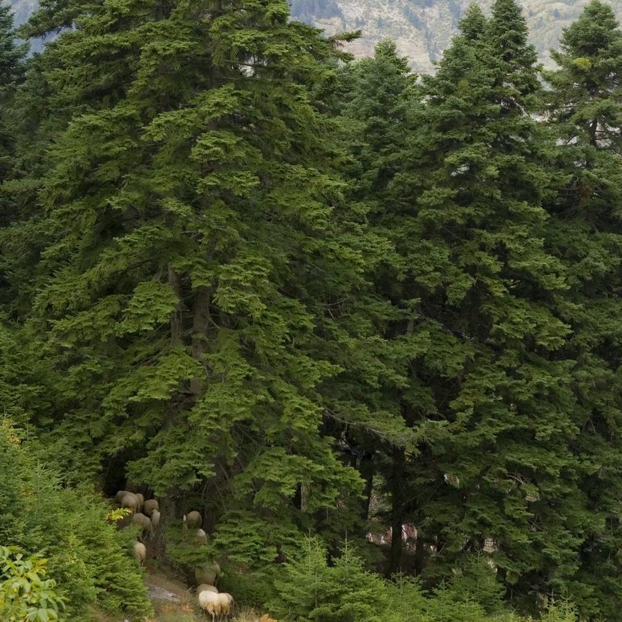 Koutsikouris Hotel Platanákosz Kültér fotó